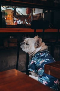 Boston Dog in a Hawaiian Shirt