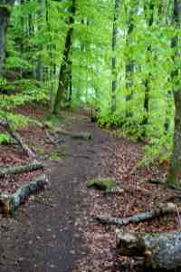 Trail view of a hiking trail near boston