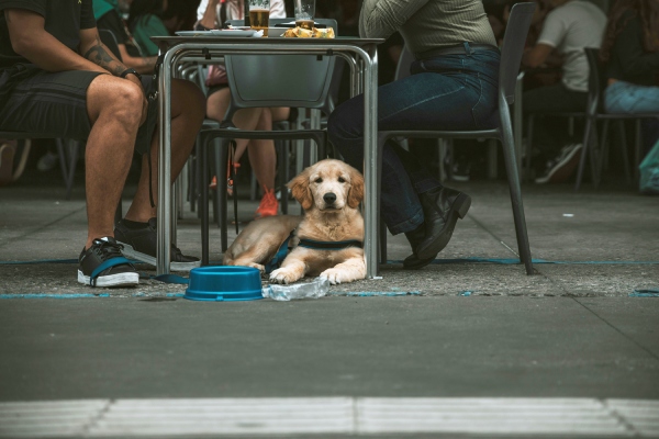 Best dog patios in boston