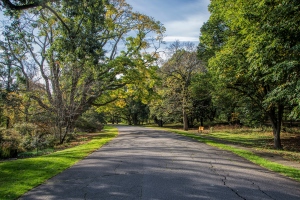 Road with Green Trees Sidewise at Arnold Arboretum