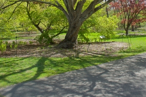 Winter Walk Path with Trees in Arnold Arboretum Boston